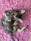 adoptable Cat in Spring, TX named Ripley