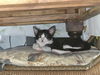 adoptable Cat in Spring, TX named Tom