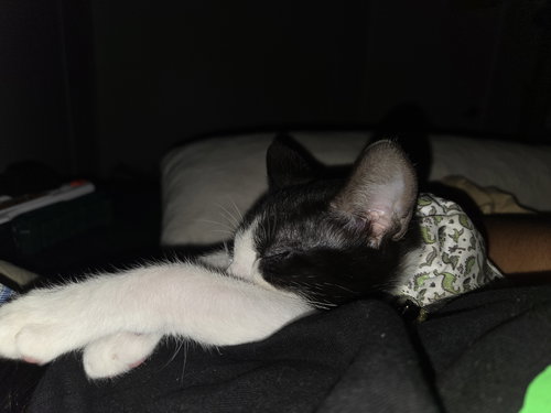 picture of the cat needing adoption