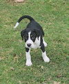 adoptable Dog in  named Winston