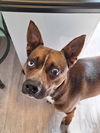 adoptable Dog in Spring, TX named Nova