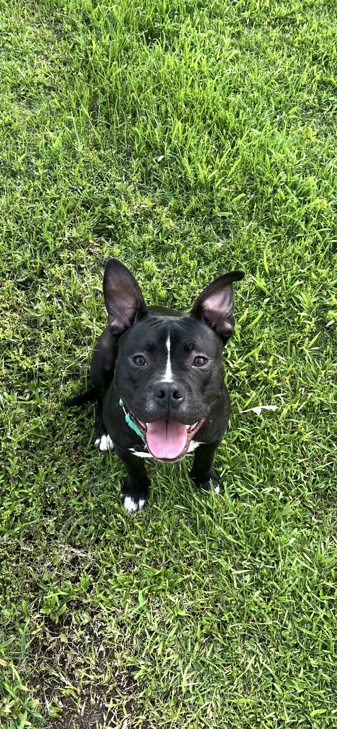 adoptable Dog in Spring, TX named Ruger