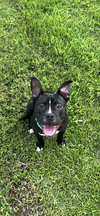 adoptable Dog in Spring, TX named Ruger
