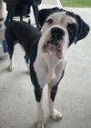 adoptable Dog in  named Herbert