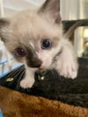 adoptable Cat in  named Beau-Dean