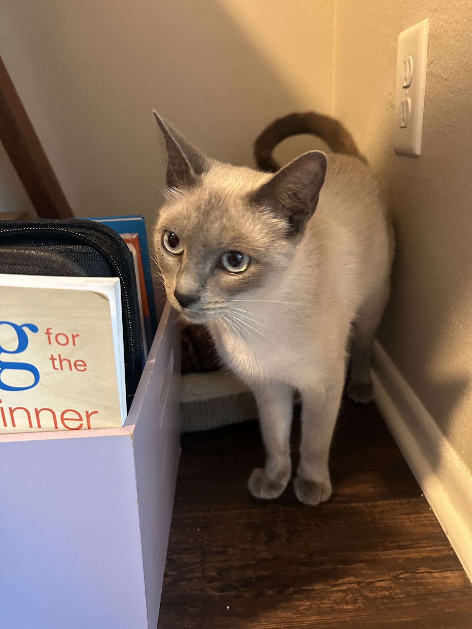 adoptable Cat in Spring, TX named Jingles