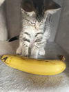 adoptable Cat in tomball, TX named Aria