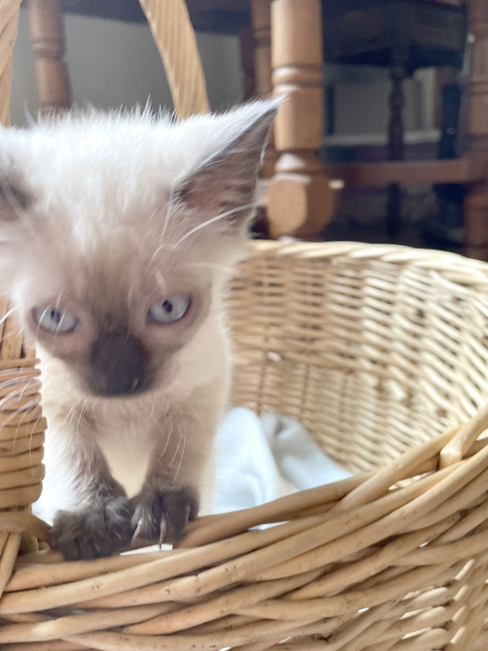 adoptable Cat in Tomball, TX named Alba