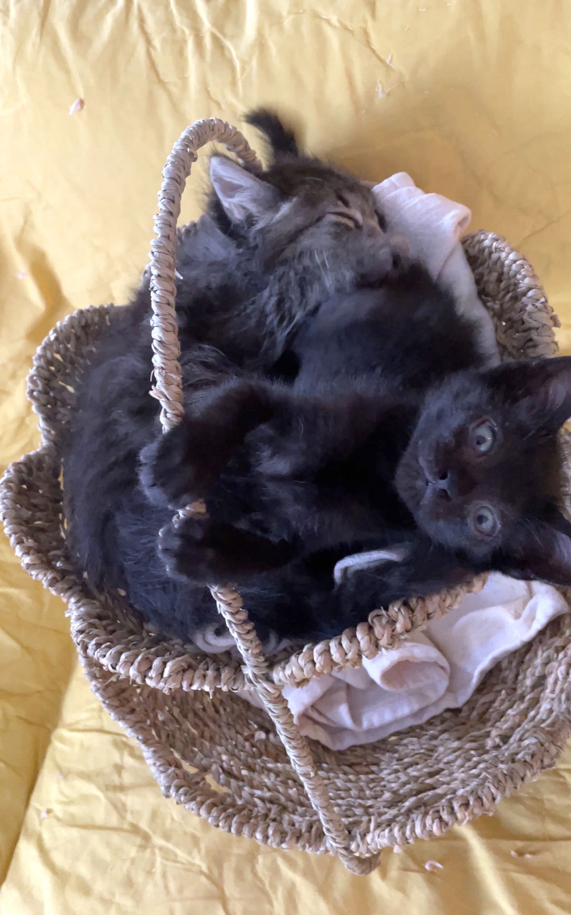 adoptable Cat in Tomball, TX named Mighty