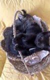 adoptable Cat in tomball, TX named Mighty