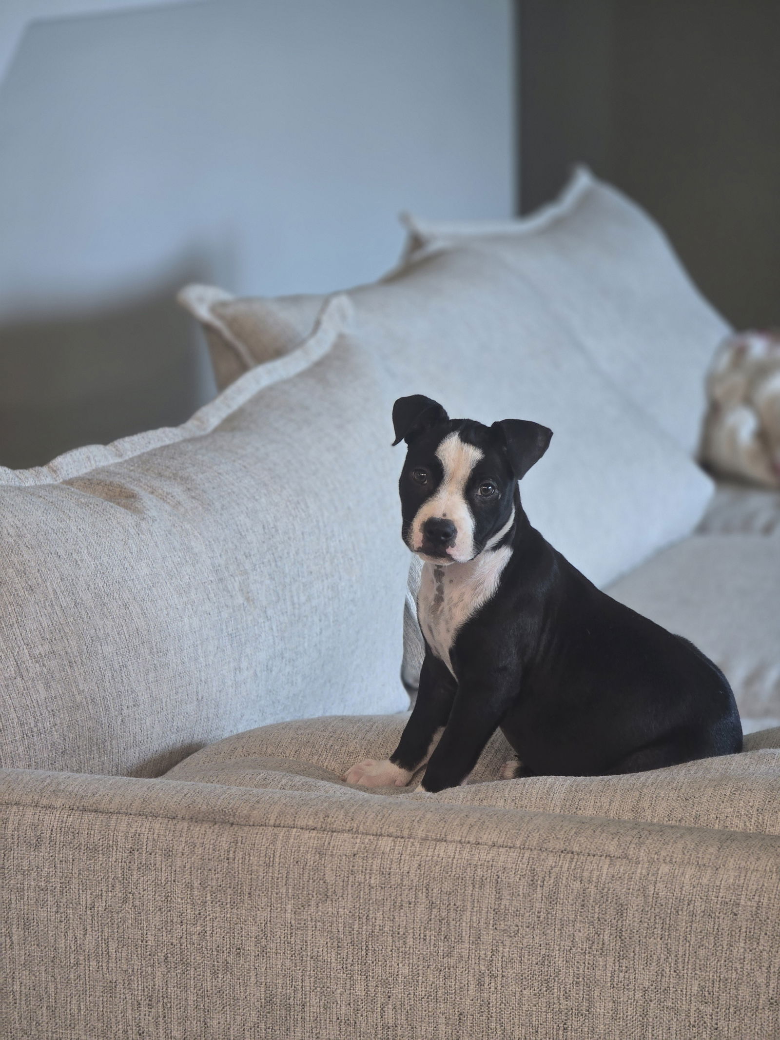 adoptable Dog in Spring, TX named Snickerdoodle