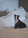 adoptable Dog in  named Snickerdoodle