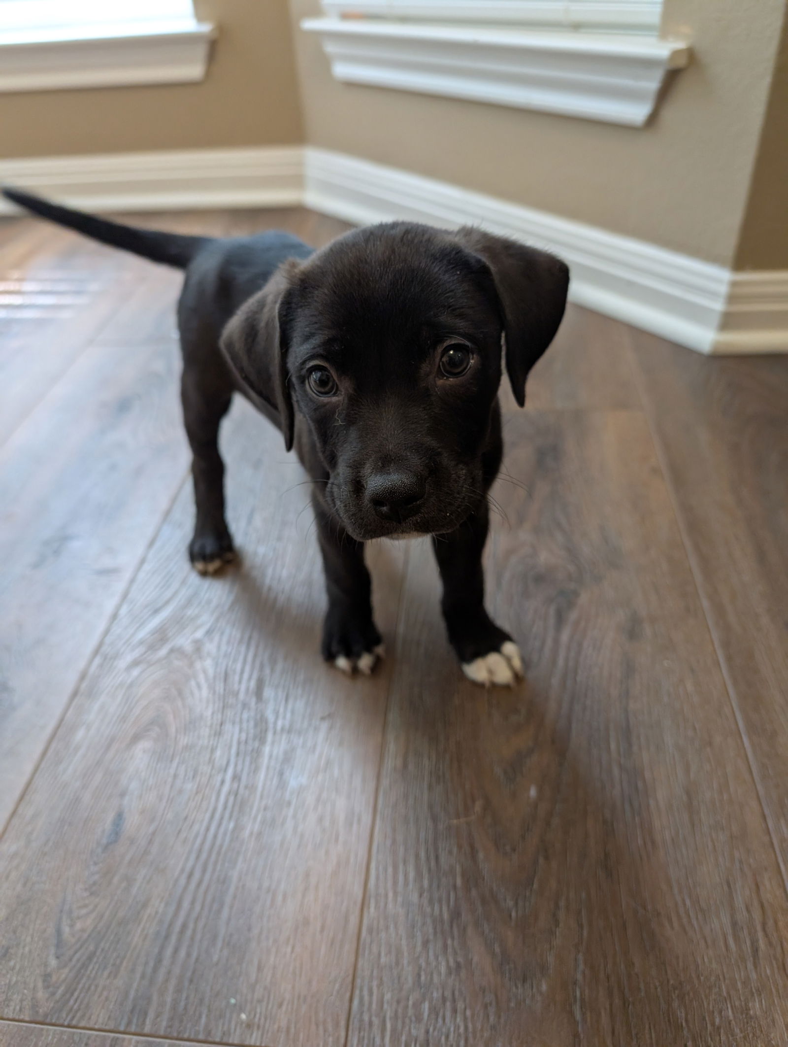 adoptable Dog in Spring, TX named Bugs