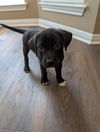 adoptable Dog in Spring, TX named Bugs