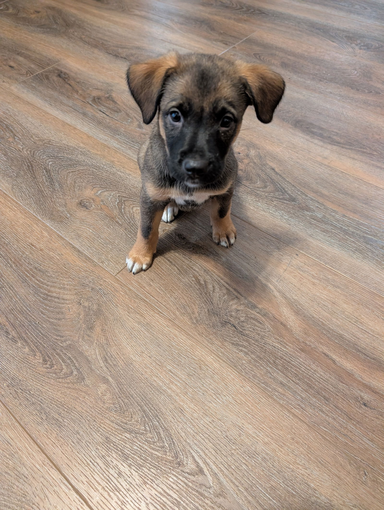 adoptable Dog in Spring, TX named Cutie
