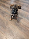 adoptable Dog in  named Cutie
