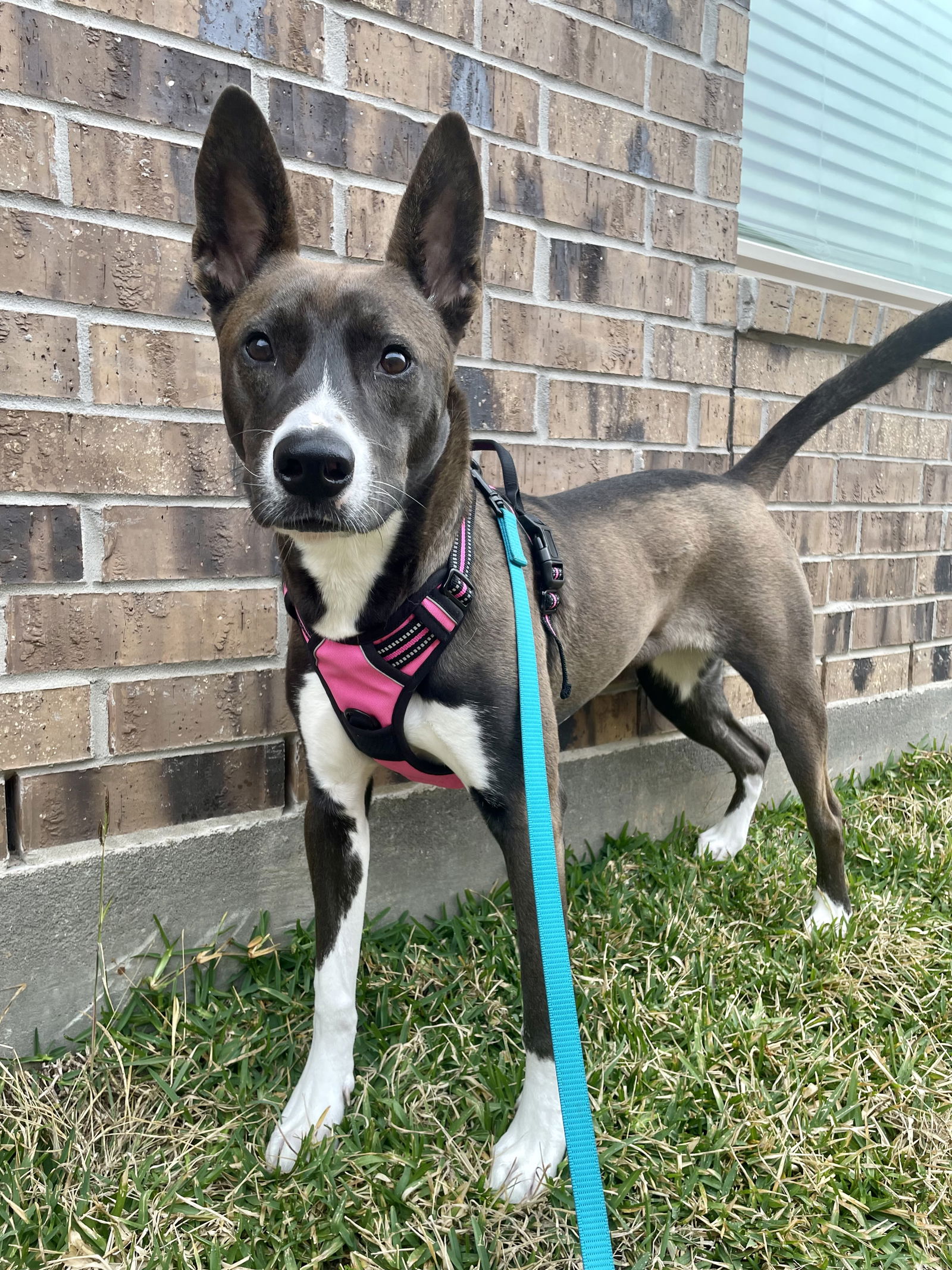 adoptable Dog in Spring, TX named Chloe