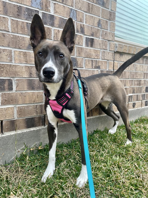 CHLOE - German Shepherd Dog / Belgian Shepherd Malinois available for adoption