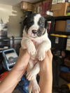 adoptable Dog in  named Poco