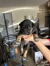 adoptable Dog in  named Choco