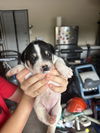adoptable Dog in  named Lisa