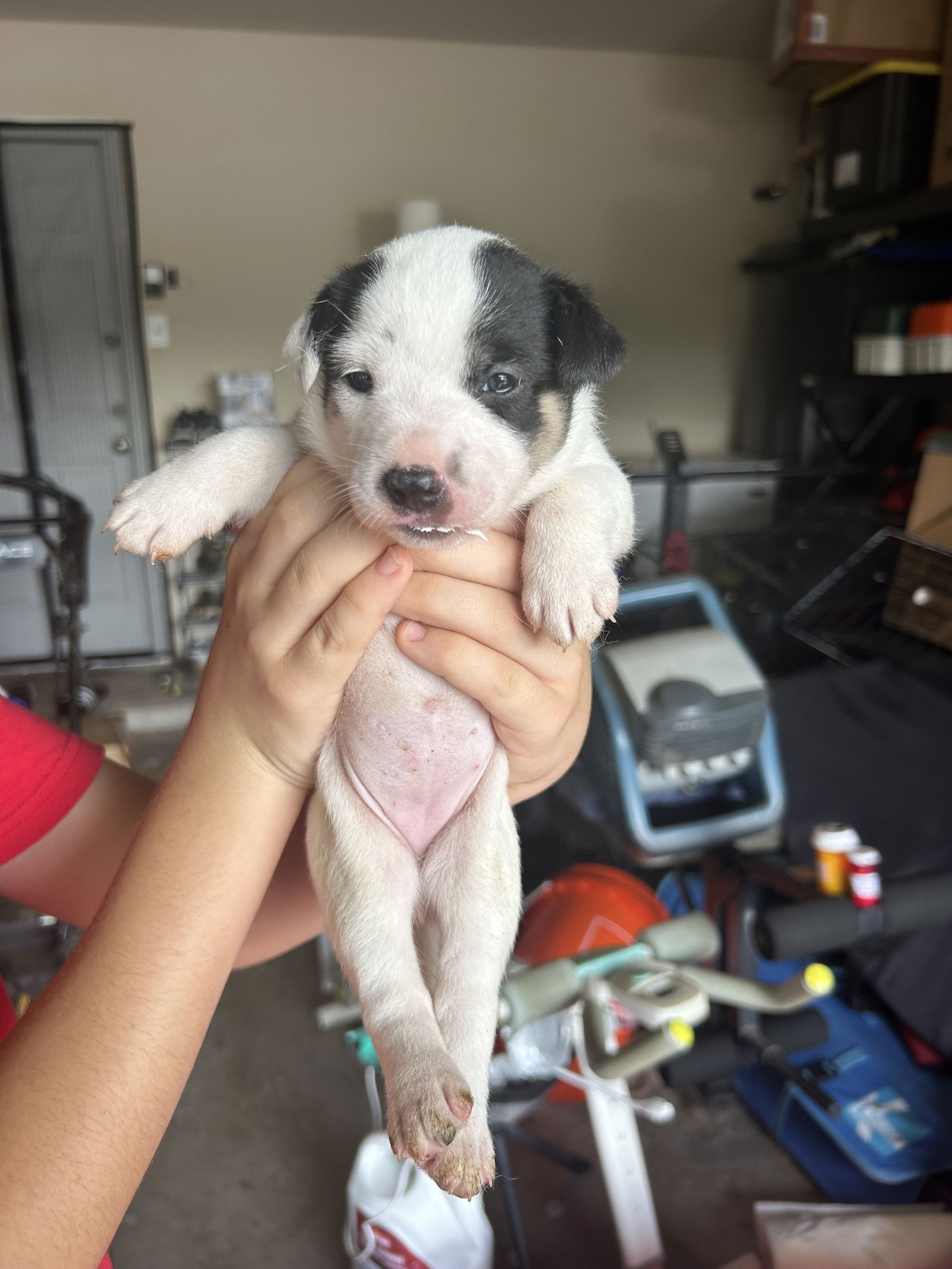 adoptable Dog in Spring, TX named Mona