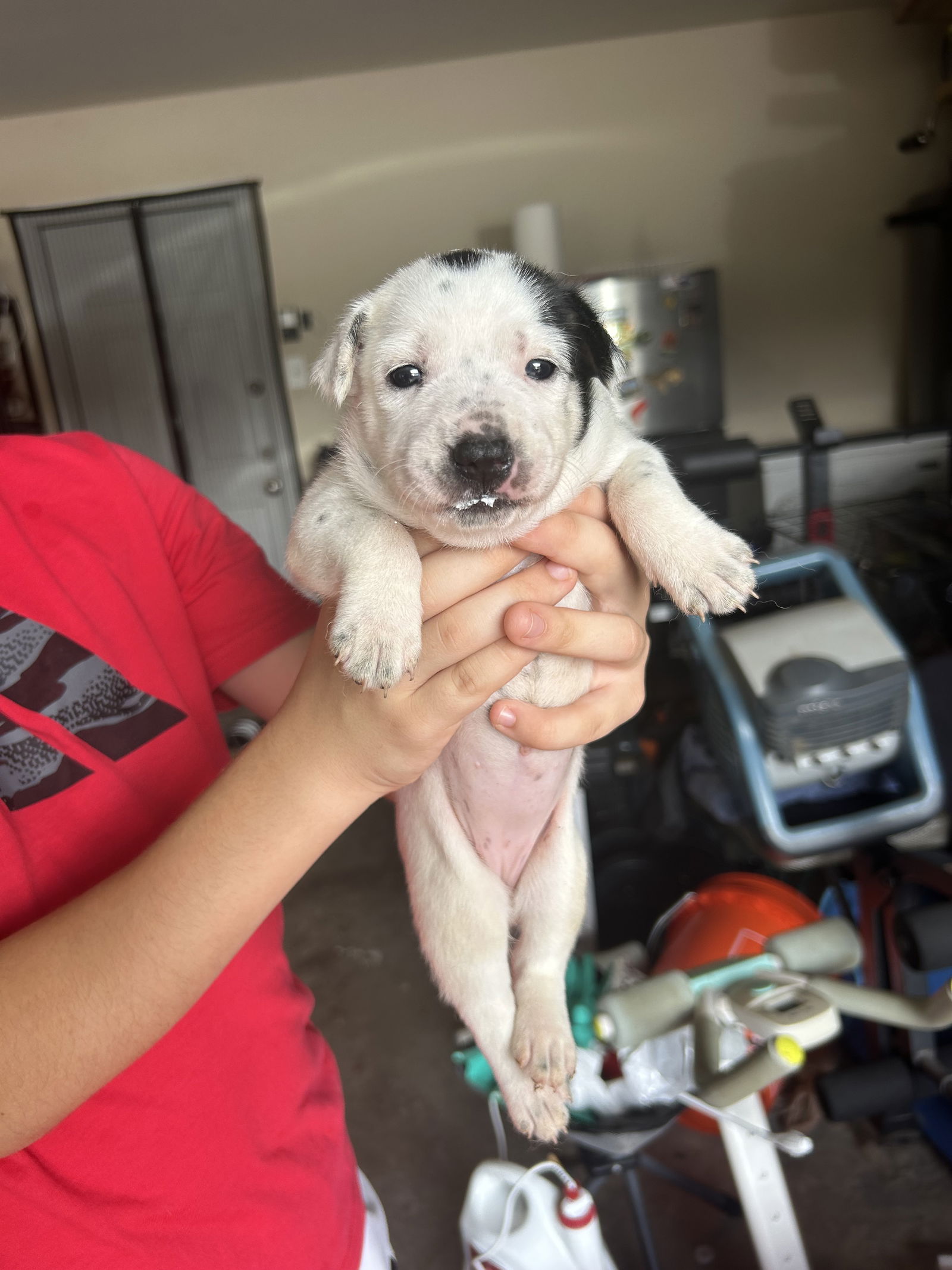 adoptable Dog in Spring, TX named Lucy