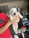 adoptable Dog in  named Lucy
