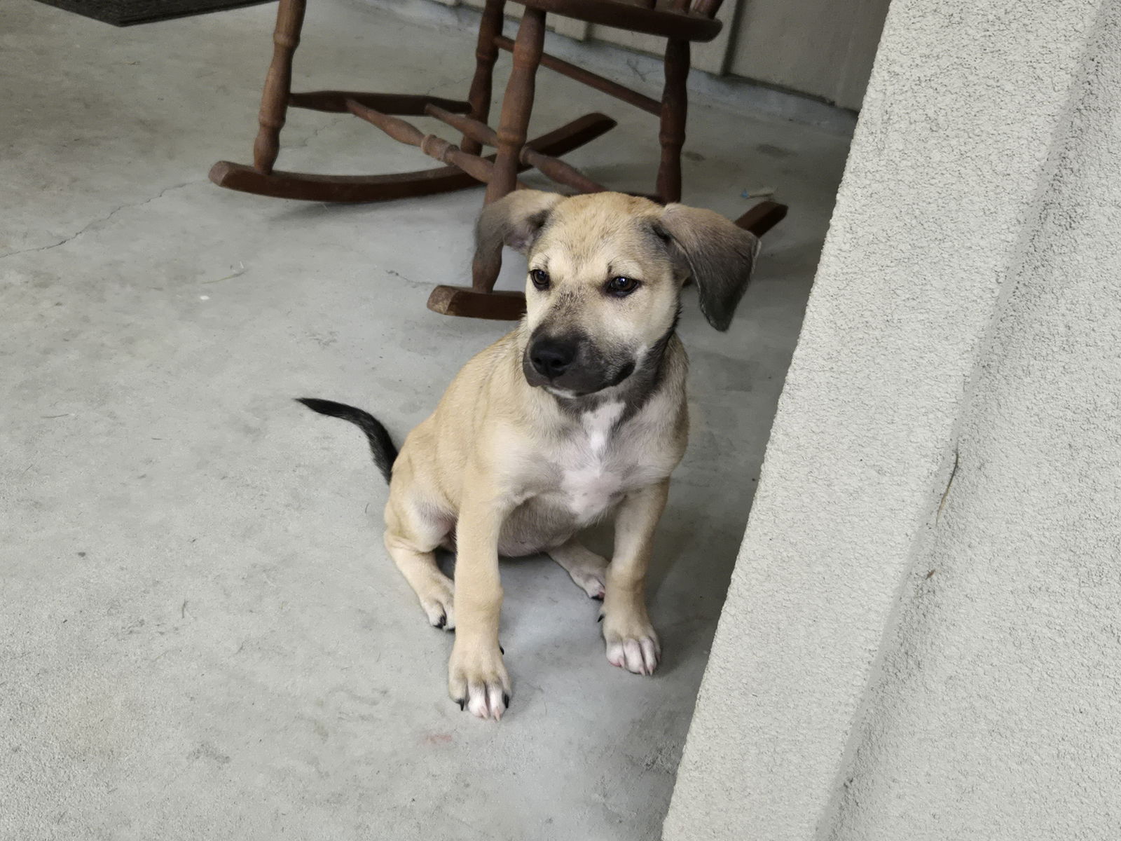 adoptable Dog in Spring, TX named Charlie