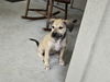 adoptable Dog in  named Charlie