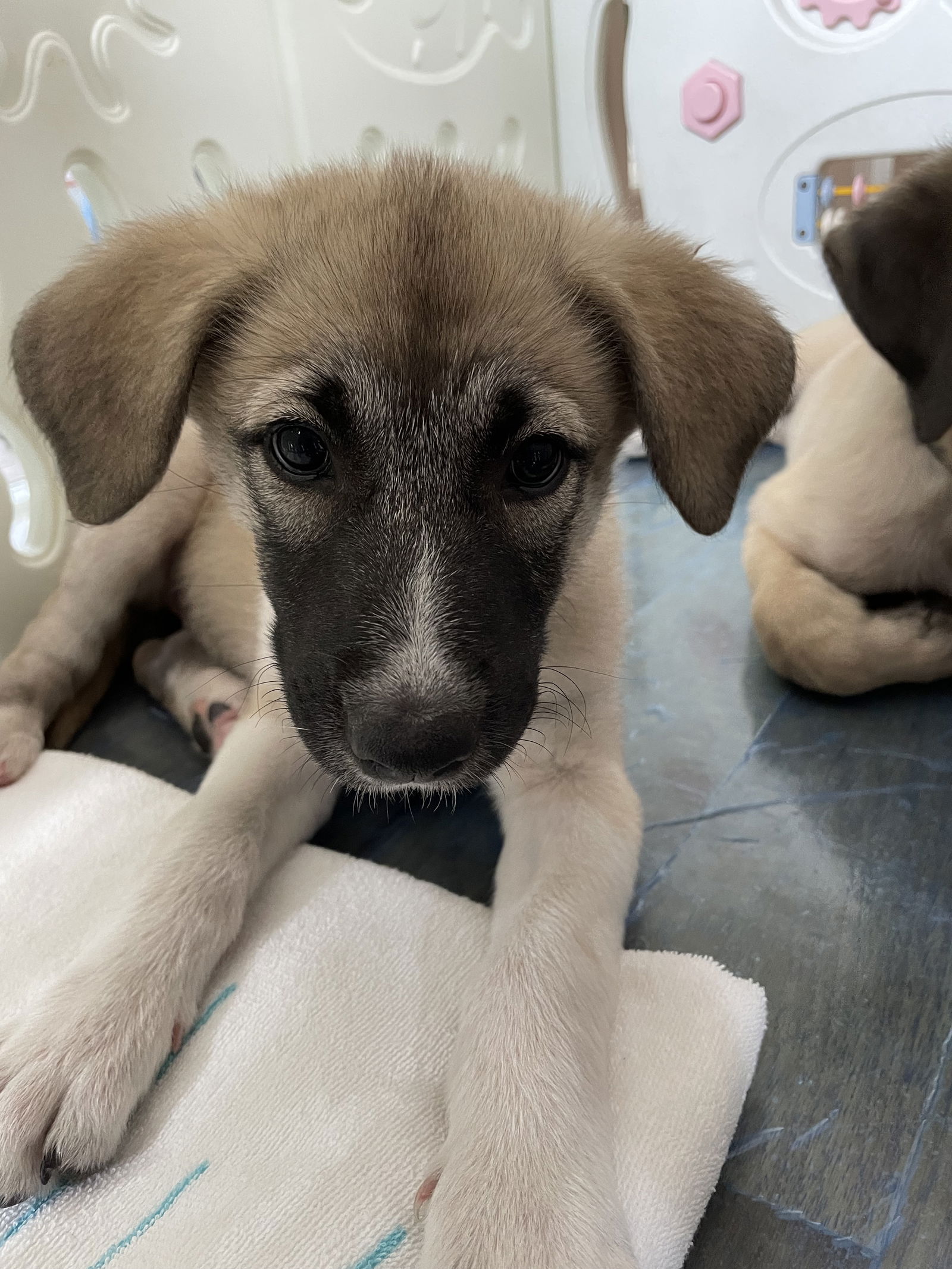 adoptable Dog in Spring, TX named June