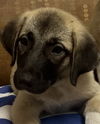 adoptable Dog in Spring, TX named Johnny