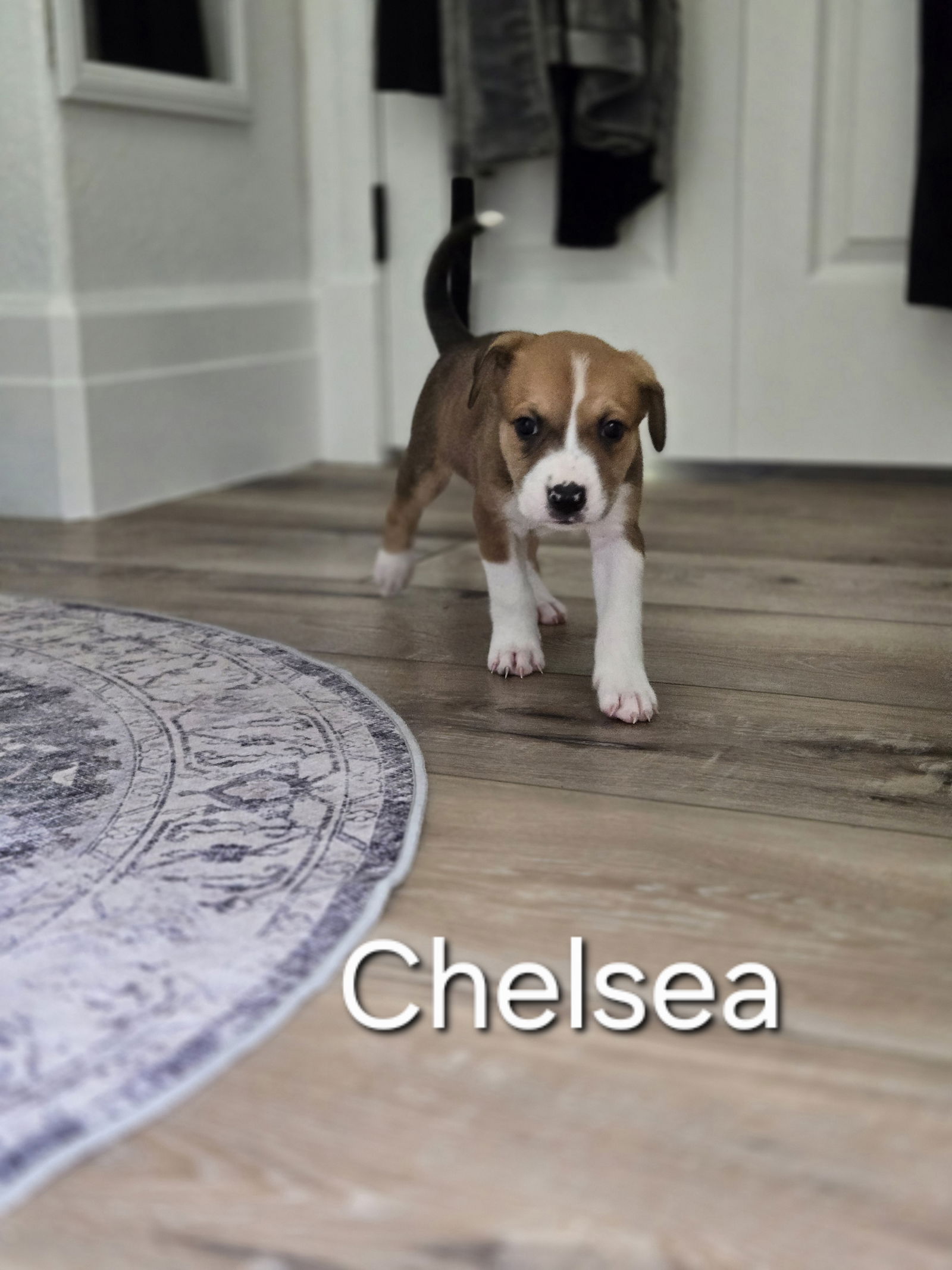 adoptable Dog in Spring, TX named Chelsea