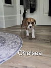 adoptable Dog in  named Chelsea