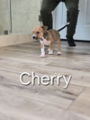 adoptable Dog in  named Cherry