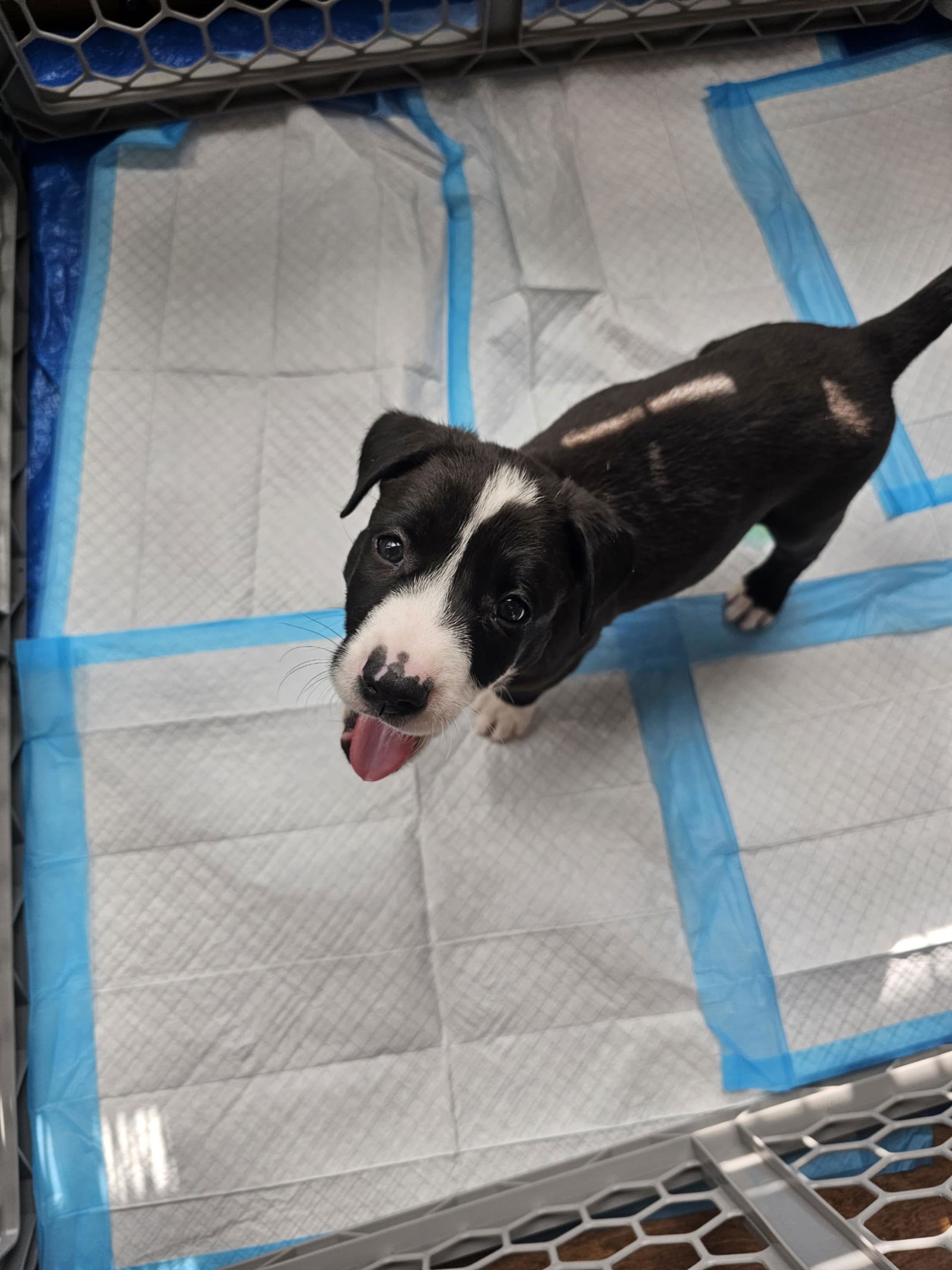 adoptable Dog in Conroe, TX named Freckles