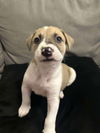 adoptable Dog in  named Ricky