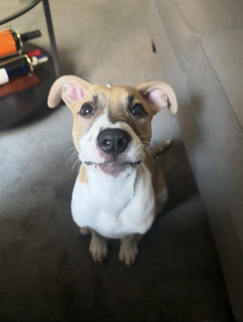 picture of the dog needing adoption