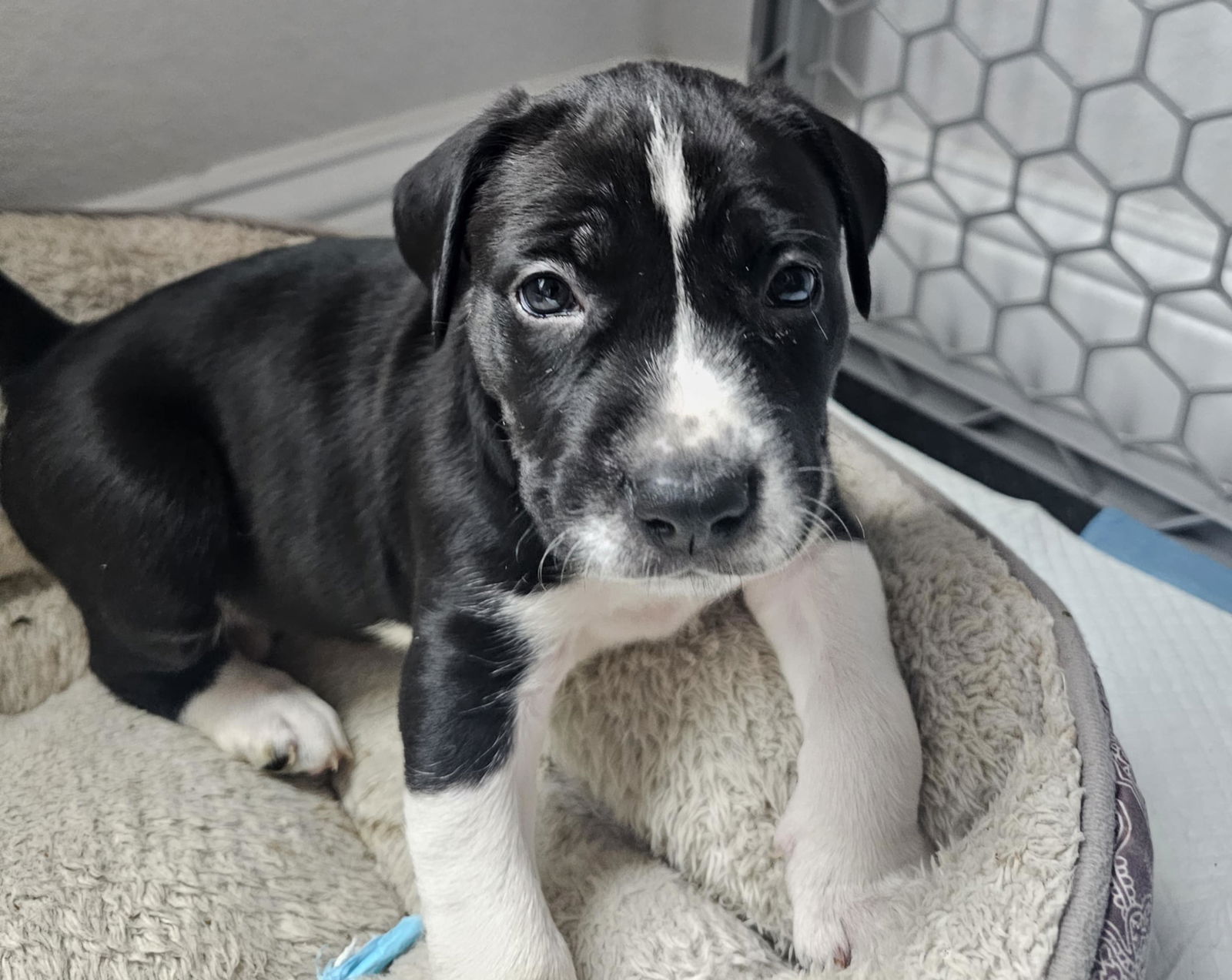 adoptable Dog in Conroe, TX named William