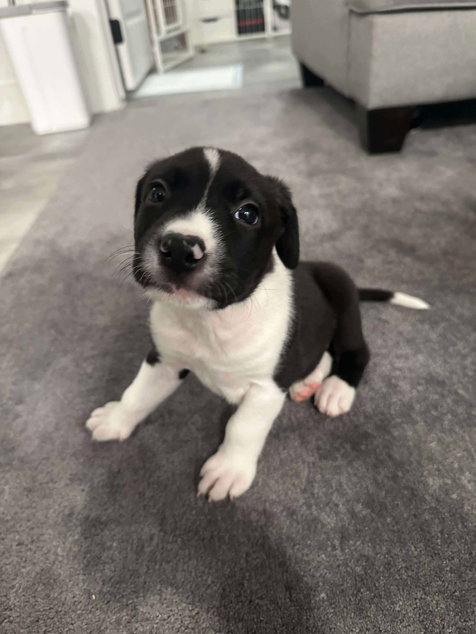 adoptable Dog in Houston, TX named Winnie