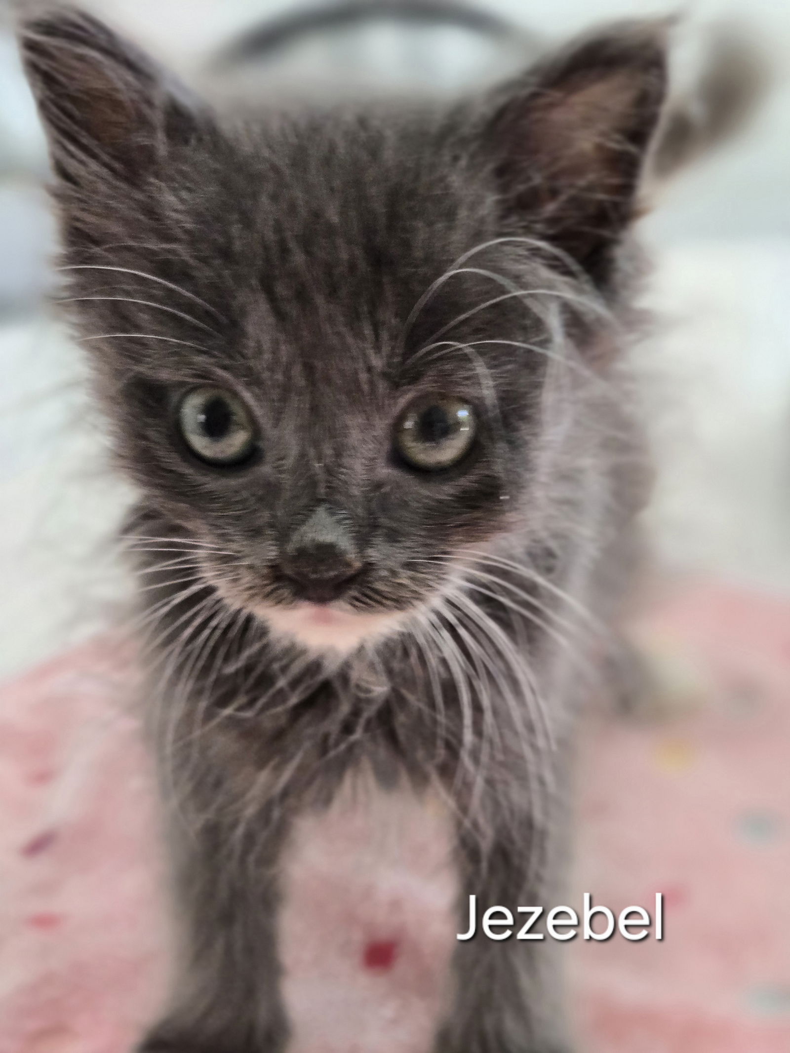 adoptable Cat in Spring, TX named Jezebel