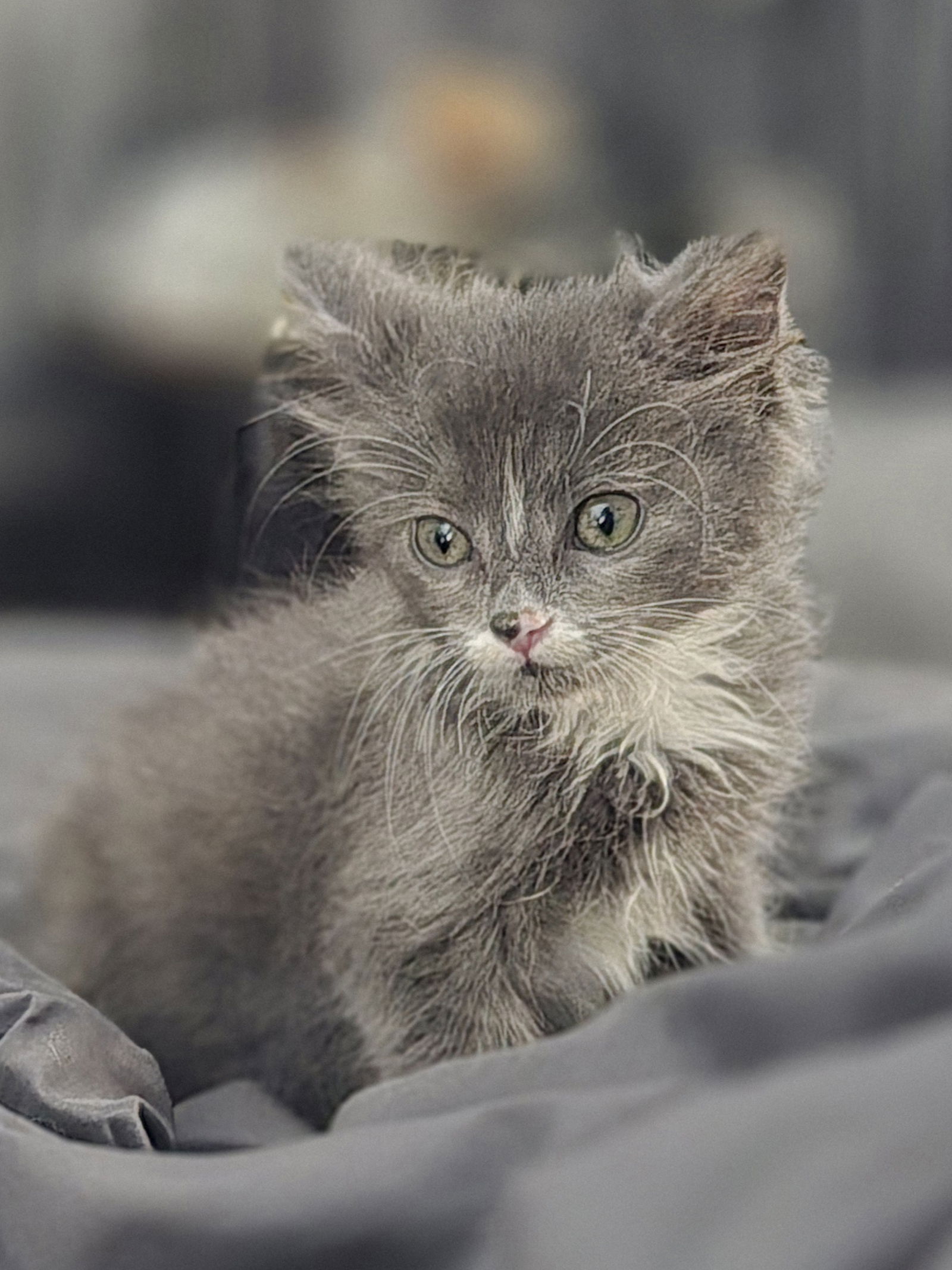 adoptable Cat in Spring, TX named Jazmina