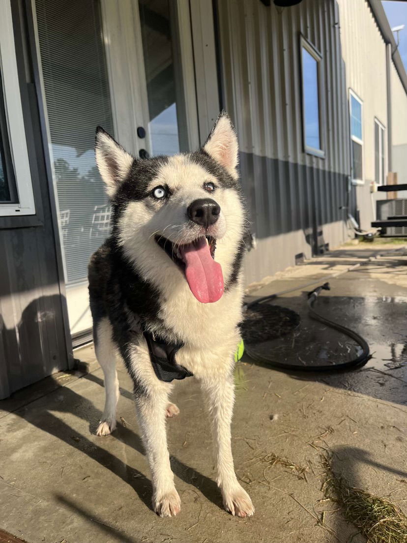 adoptable Dog in Magnolia, TX named Koda