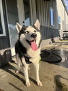 adoptable Dog in  named Koda