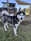 adoptable Dog in magnolia, TX named Koda