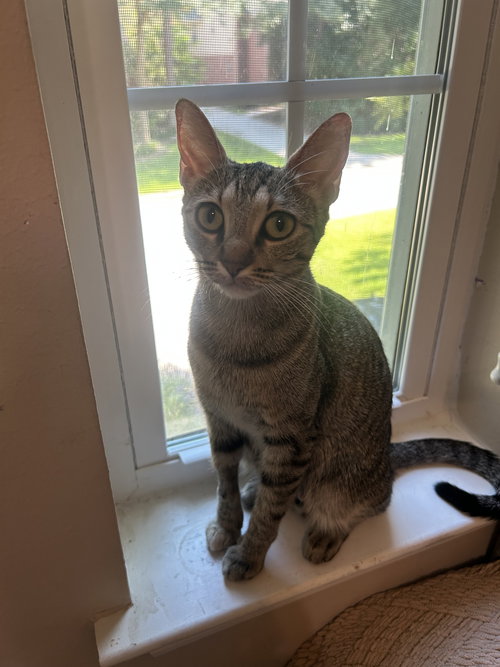 picture of the cat needing adoption