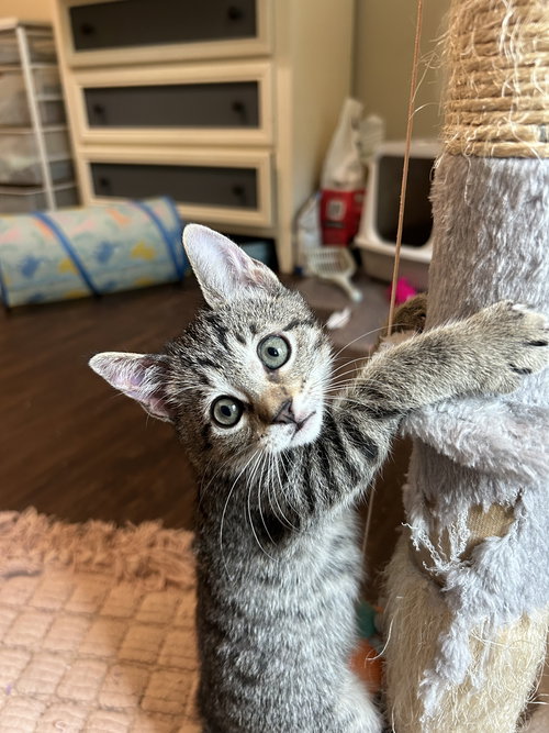 picture of the cat needing adoption