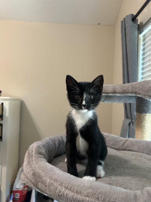 picture of the cat needing adoption