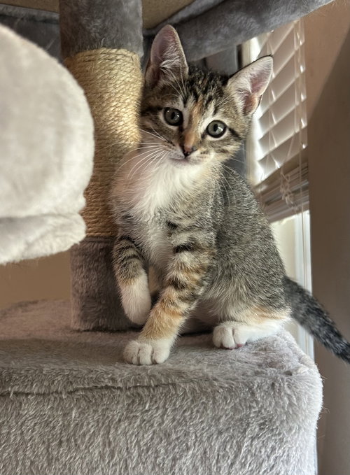 picture of the cat needing adoption