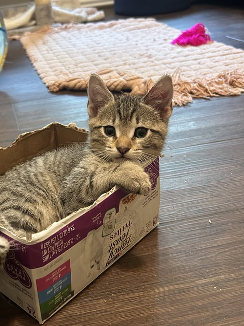 picture of the cat needing adoption